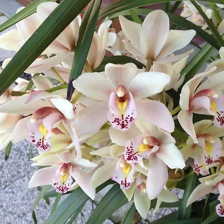 Agriturismo Il Volo Farmház Calosso